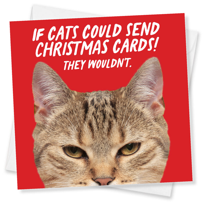 If cats could send christmas cards! They Wouldn’t